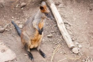 Animales como el canguro desde el Toronto zoo